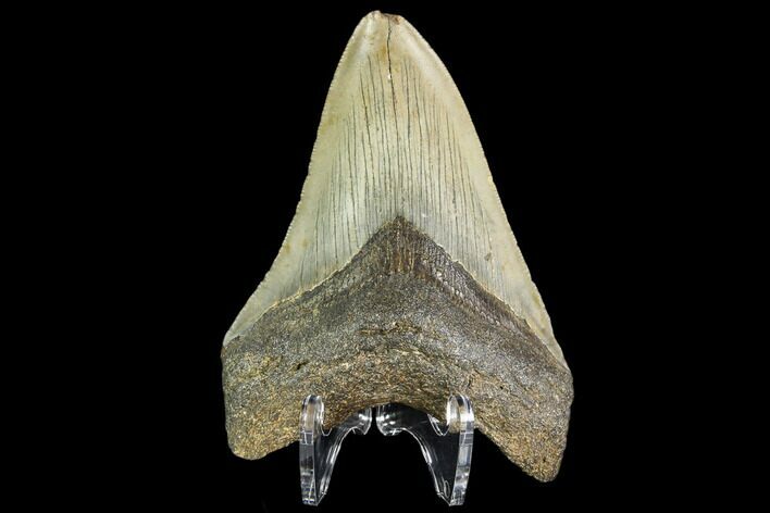 Fossil Megalodon Tooth - North Carolina #109532